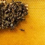 Zdrowa węza dla pszczół 2023
